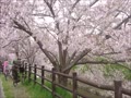 奈良・佐保川の桜並木