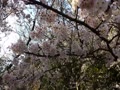 桜が綺麗な道☆