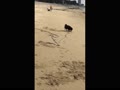 砂浜で走るコロ